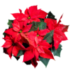 Time to order your Christmas Flowers!