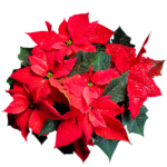 Pointsettia_sm