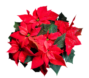 Poinsettia plant - view from above