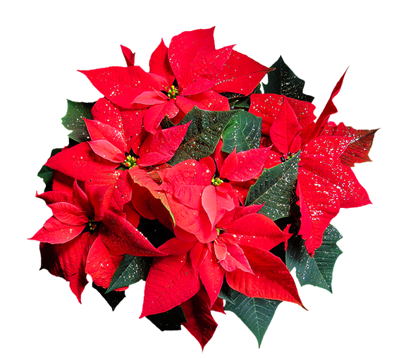 Poinsettia plant - view from above