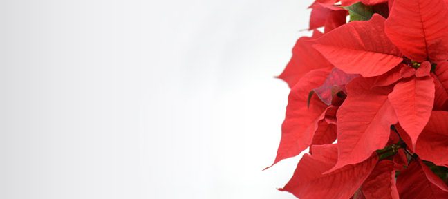 2025 Christmas Slider_2